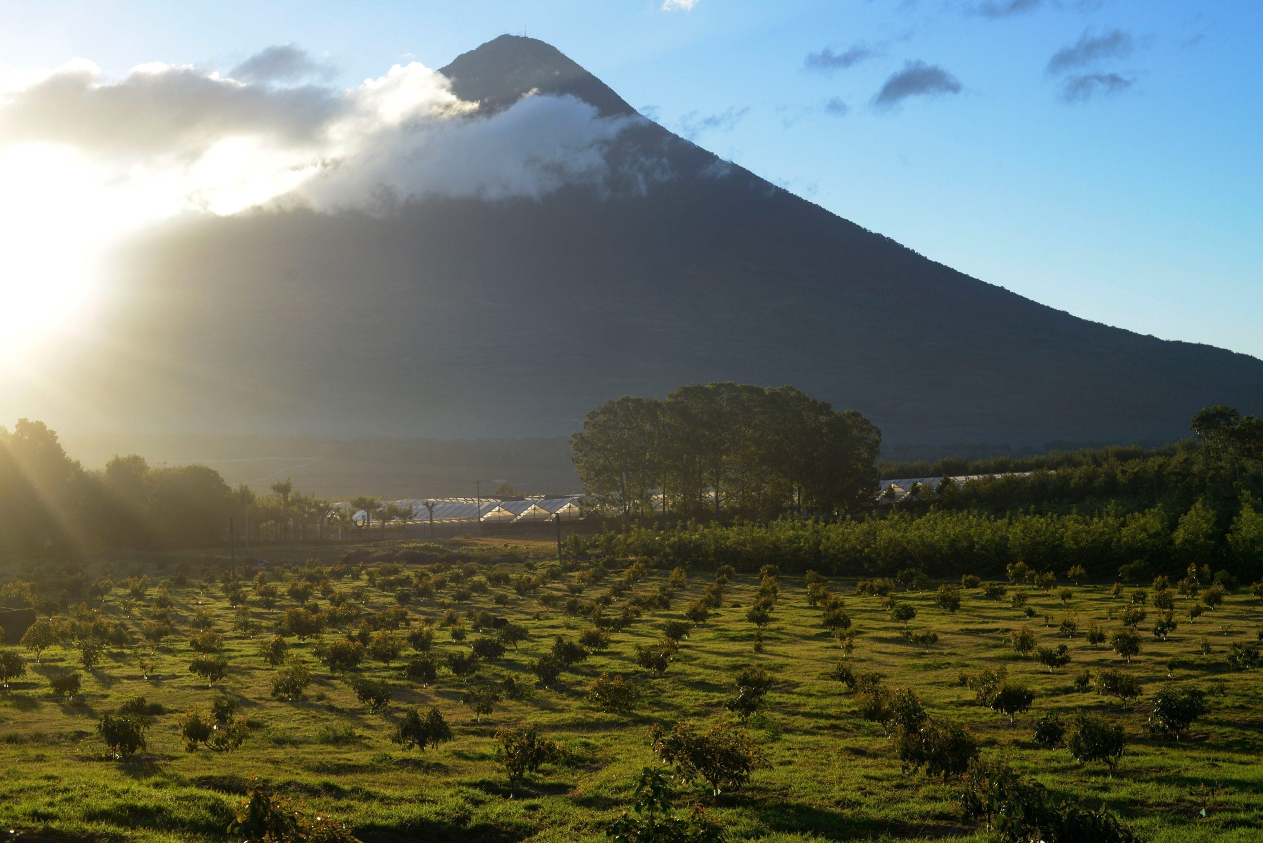 A sunny mountain with coffee crops at the base